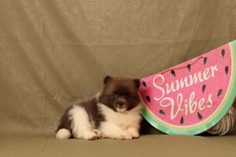 puppy, for, sale, Pomeranian, Matthew B. Stoltzfus, dog, breeder, Gap, PA, dog-breeder, puppy-for-sale, forsale, nearby, find, puppyfind, locator, puppylocator, aca